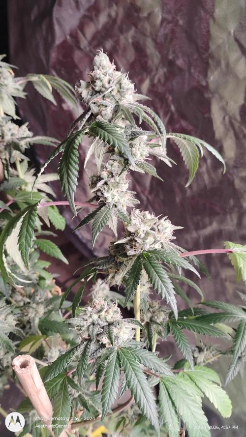 Spritzer Cannarado. Week 12