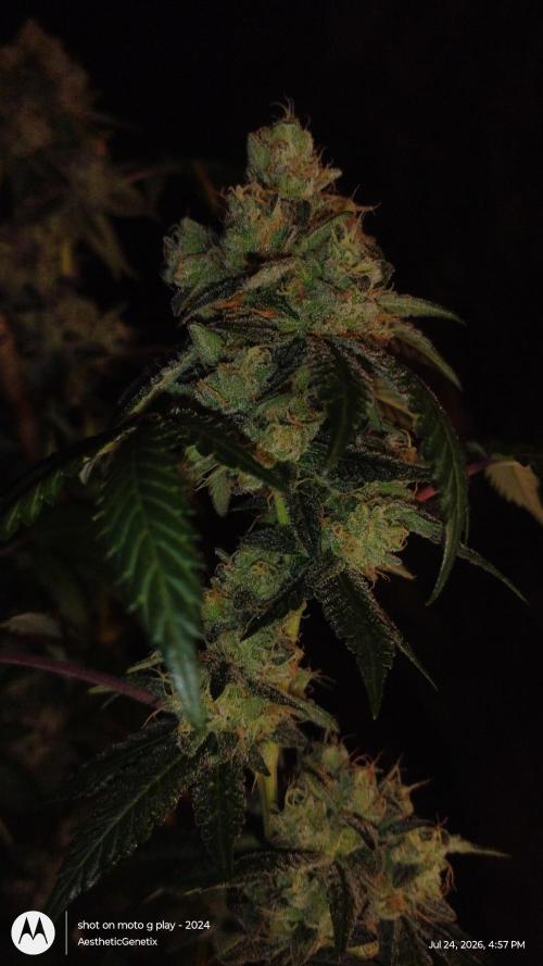 Spritzer Cannarado. Week 12