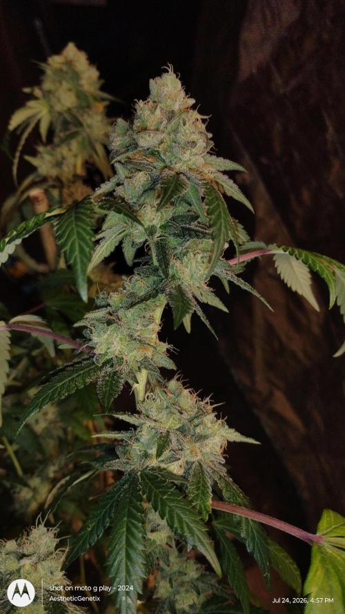 Spritzer Cannarado. Week 12