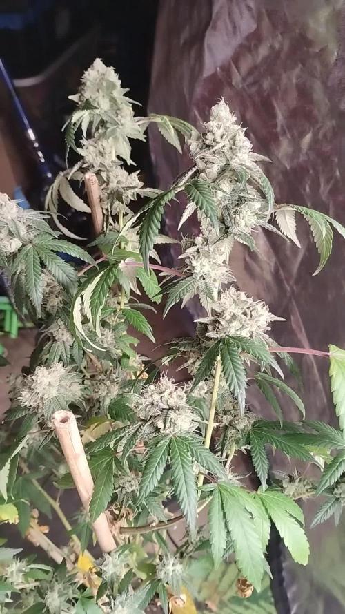 Spritzer Cannarado