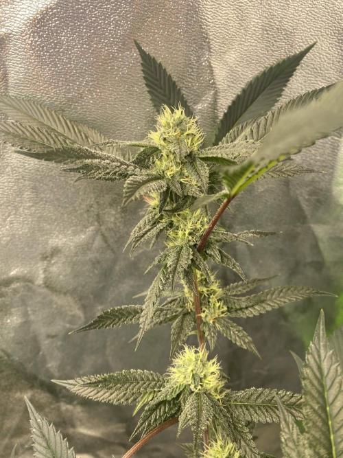 Jokerz Candy. Week 7