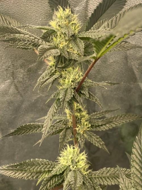Jokerz Candy. Week 7