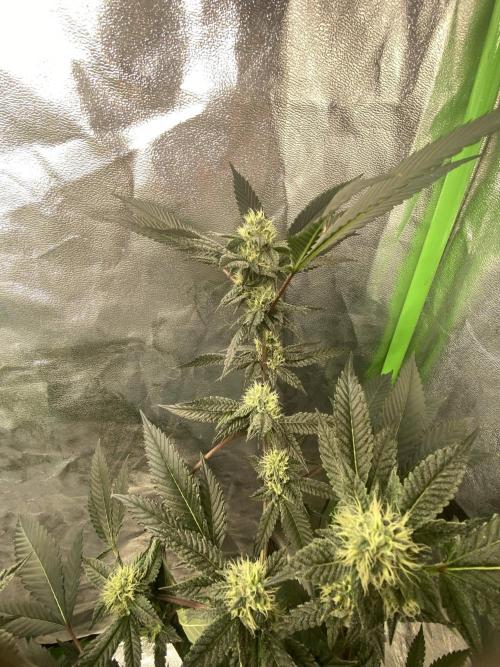 Jokerz Candy. Week 7