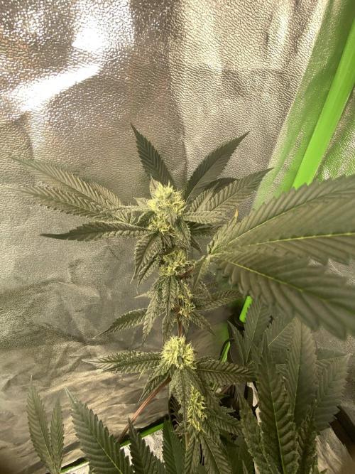 Jokerz Candy. Week 7