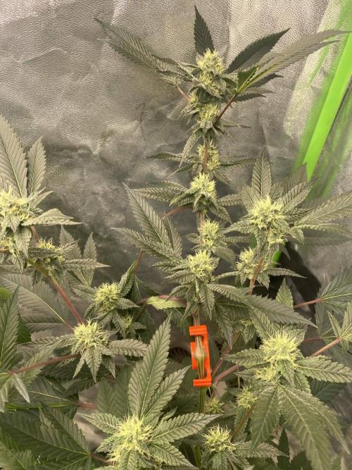 Jokerz Candy. Week 7