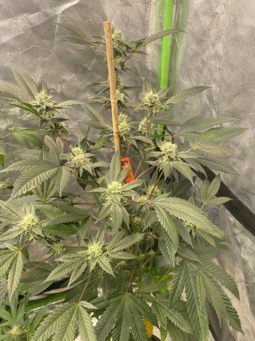 Jokerz Candy. Week 7