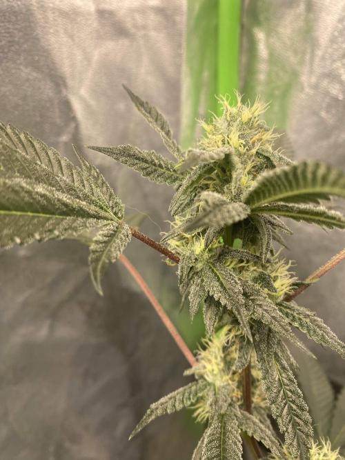 Jokerz Candy. Week 7