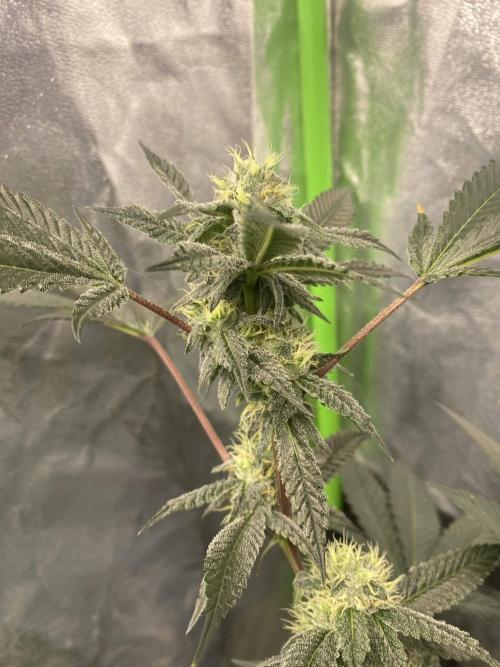 Jokerz Candy. Week 7