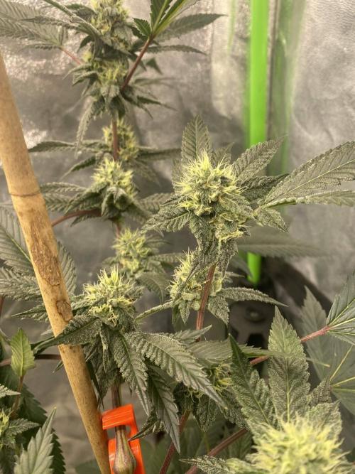 Jokerz Candy. Week 7