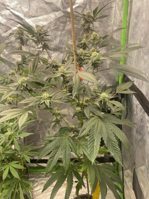Jokerz Candy. Week 7