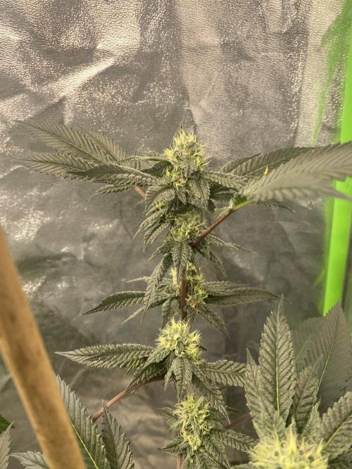 Jokerz Candy. Week 7