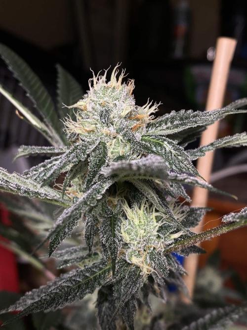 Jokerz Candy. Week 8