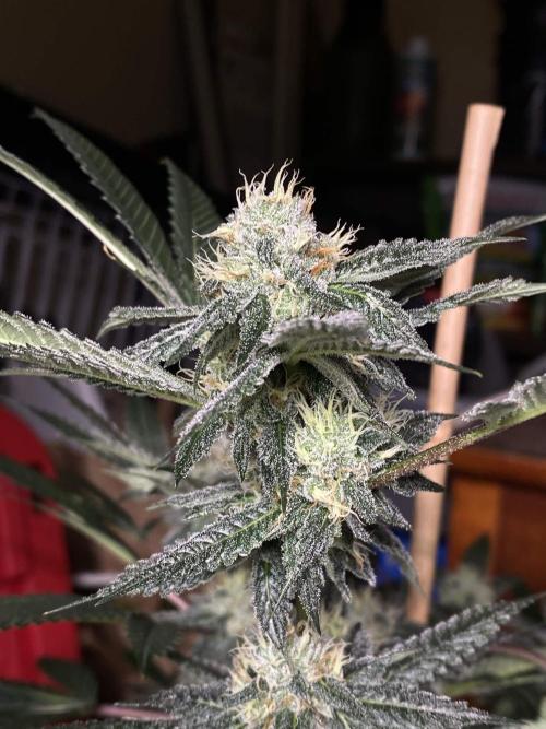 Jokerz Candy. Week 8