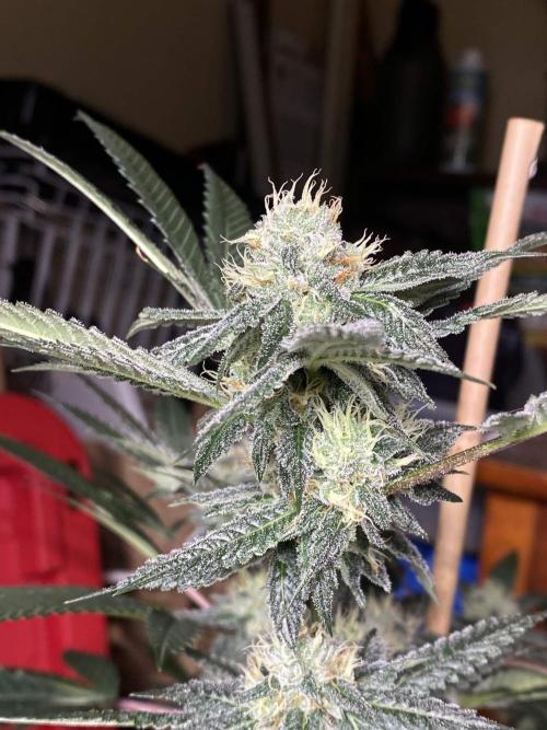 Jokerz Candy. Week 8