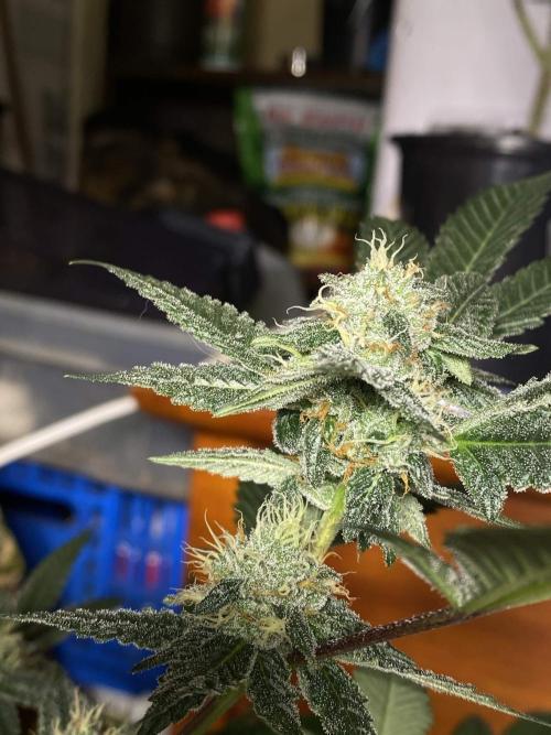 Jokerz Candy. Week 8