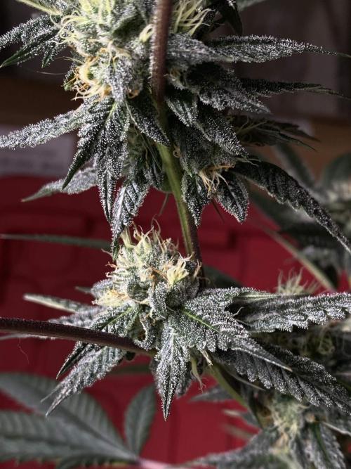 Jokerz Candy. Week 8
