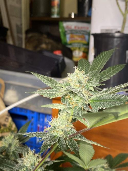 Jokerz Candy. Week 8