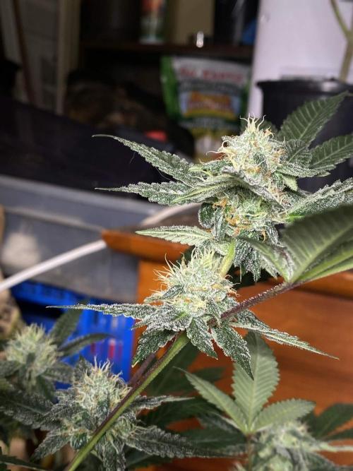 Jokerz Candy. Week 8