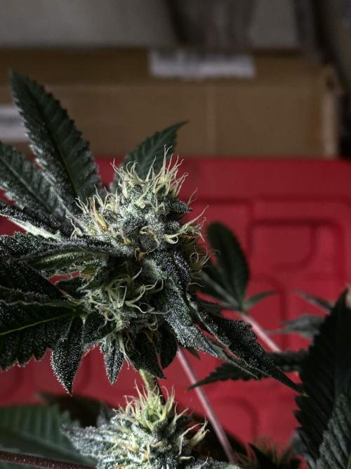 Jokerz Candy. Week 8