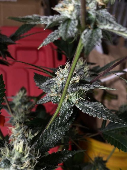 Jokerz Candy. Week 8