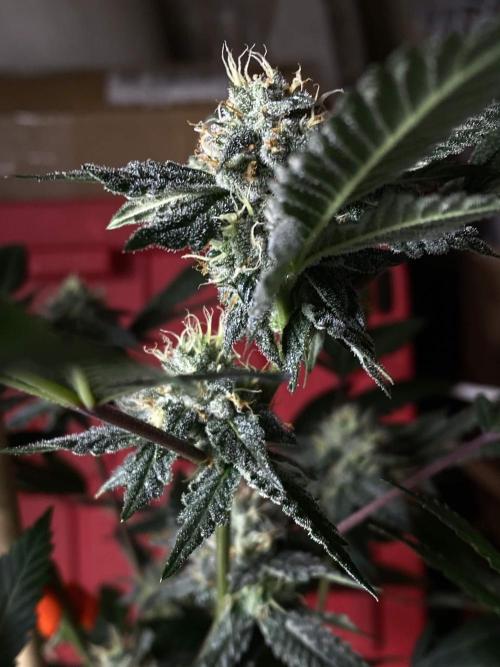 Jokerz Candy. Week 8
