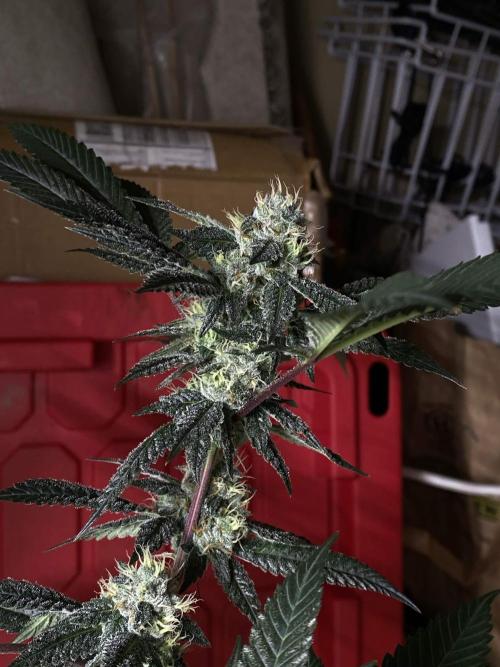 Jokerz Candy. Week 8