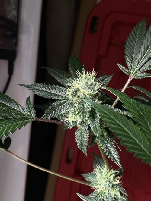 Jokerz Candy. Week 8