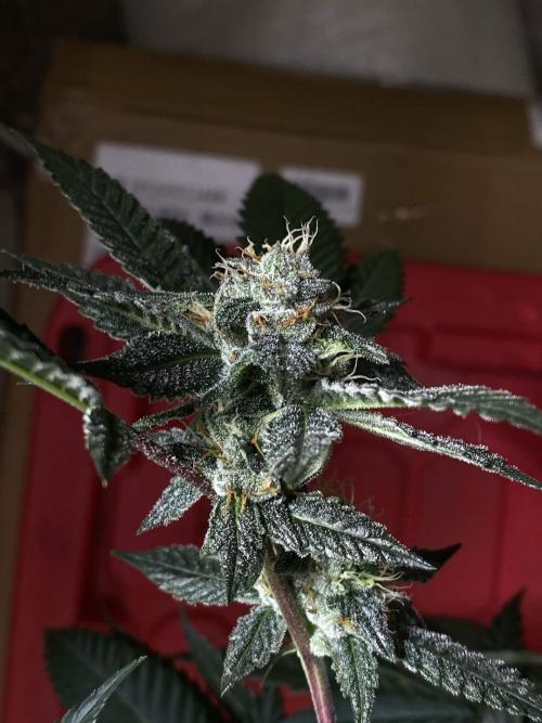 Jokerz Candy. Week 8