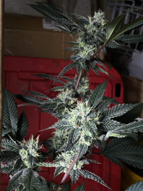 Jokerz Candy. Week 8