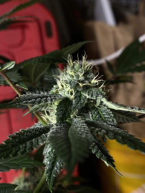 Jokerz Candy. Week 8