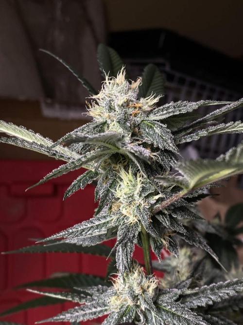 Jokerz Candy. Week 8