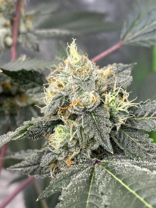 Jokerz Candy. Week 9