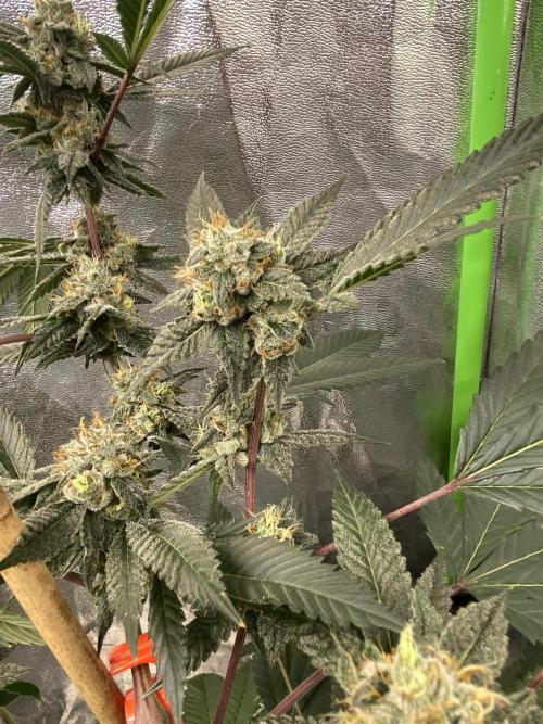 Jokerz Candy. Week 9