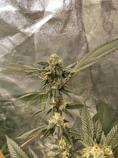 Jokerz Candy. Week 9
