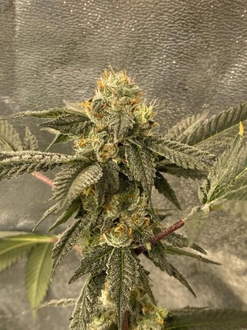 Jokerz Candy. Week 9