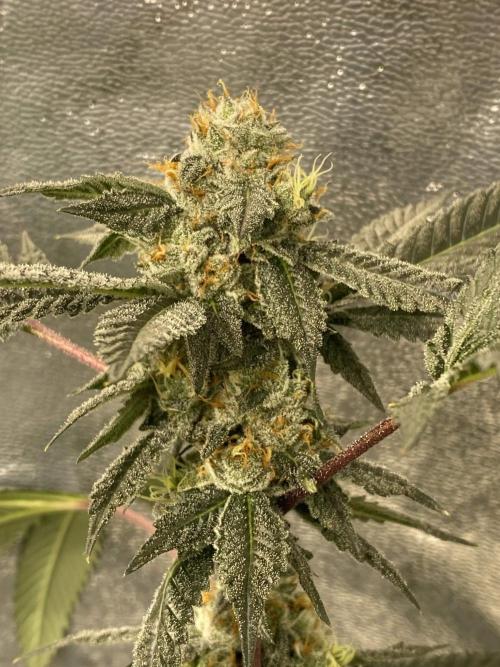 Jokerz Candy. Week 9