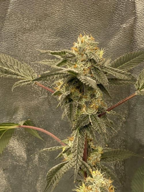 Jokerz Candy. Week 9