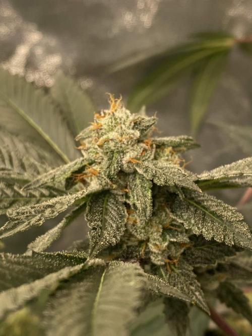 Jokerz Candy. Week 9
