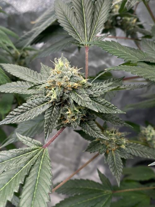 Jokerz Candy. Week 9
