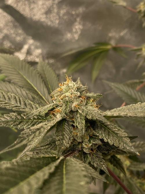 Jokerz Candy. Week 9