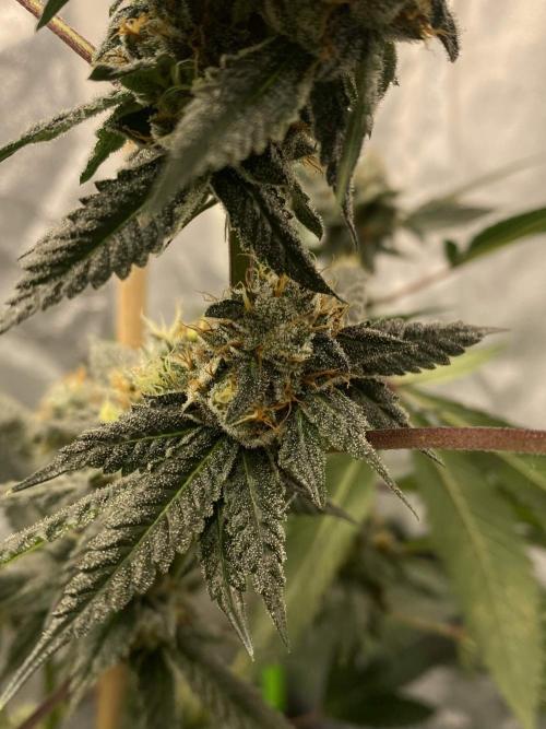 Jokerz Candy. Week 9