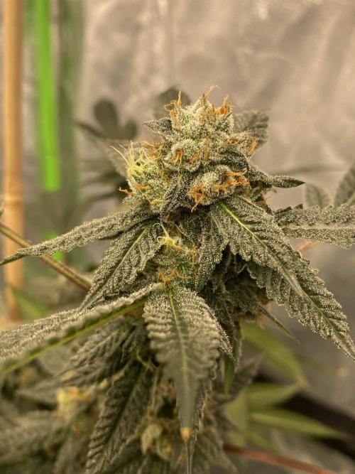 Jokerz Candy. Week 9