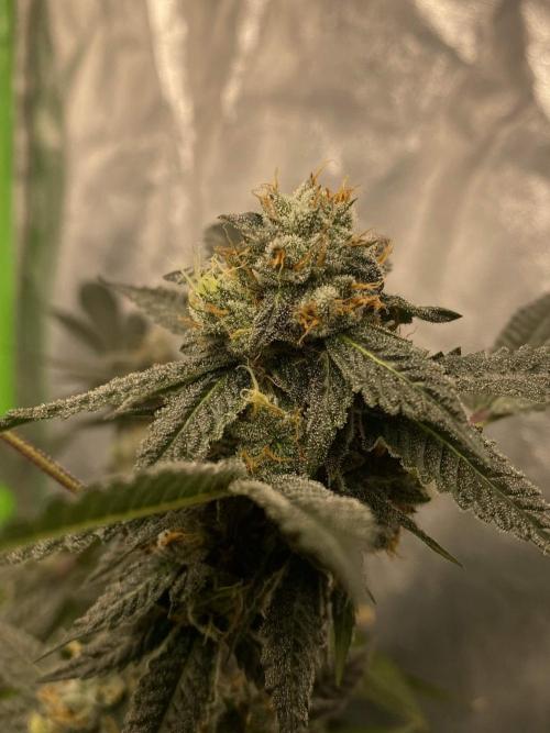 Jokerz Candy. Week 9