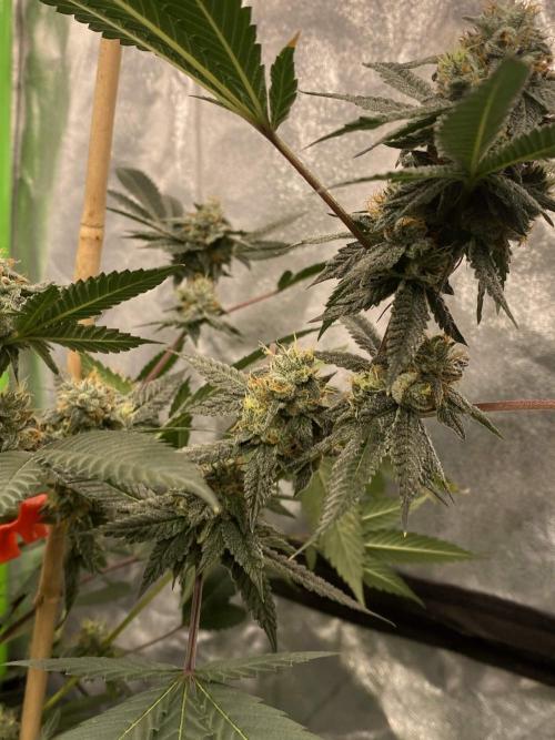 Jokerz Candy. Week 9