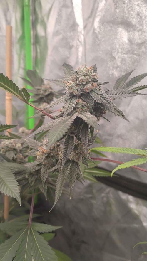 Jokerz Candy. Week 10
