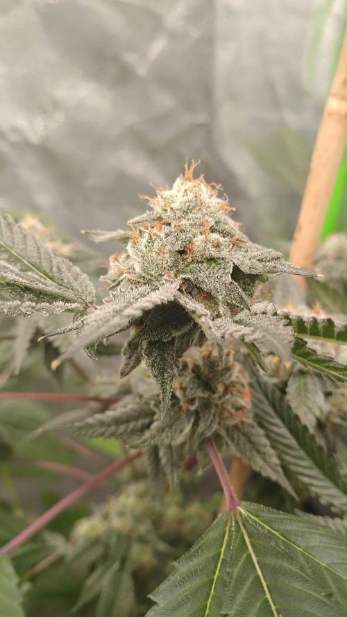 Jokerz Candy. Week 10