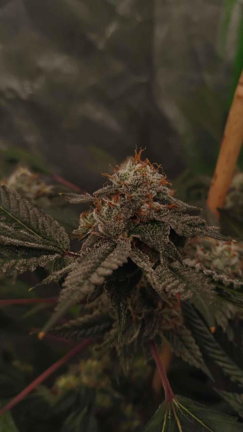 Jokerz Candy. Week 10