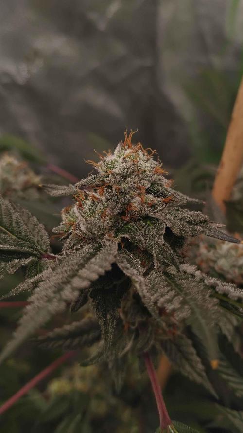 Jokerz Candy. Week 10