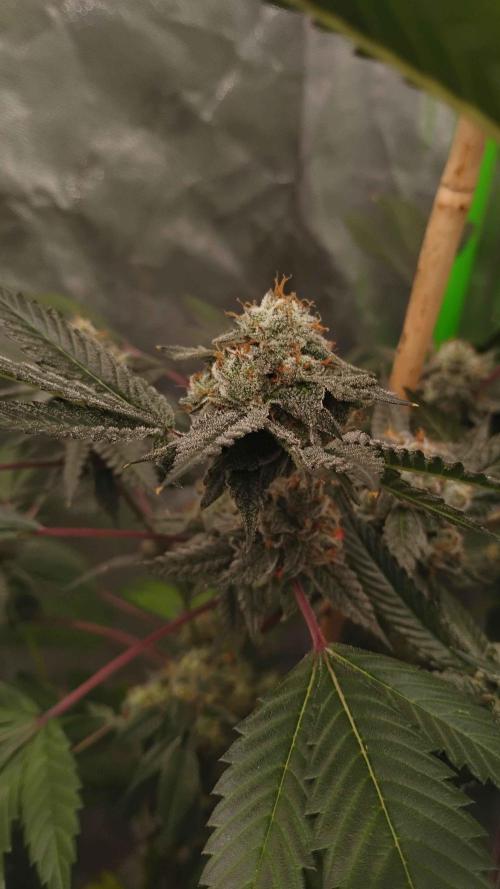 Jokerz Candy. Week 10