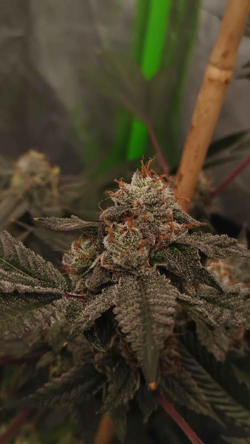 Jokerz Candy. Week 10
